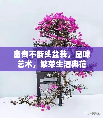 水浄鹅飞